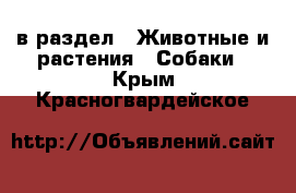  в раздел : Животные и растения » Собаки . Крым,Красногвардейское